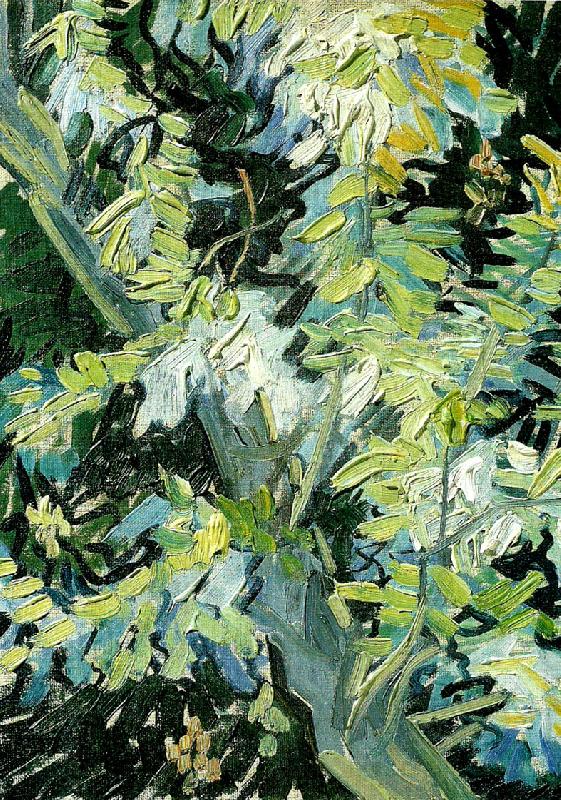 Vincent Van Gogh blommande akaciagrenar oil painting picture
